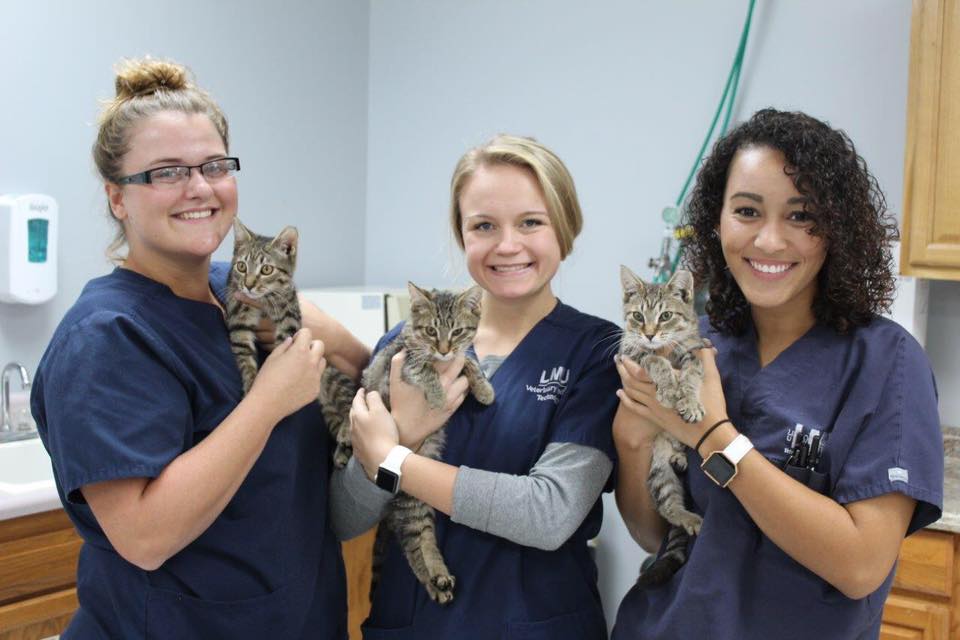 3 students holding kittens