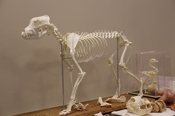 a skeleton of an animal