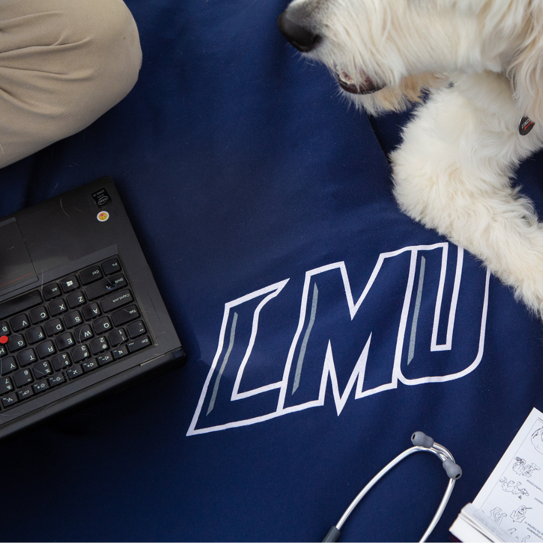 students sitting on picnic blanket with a dog and laptop