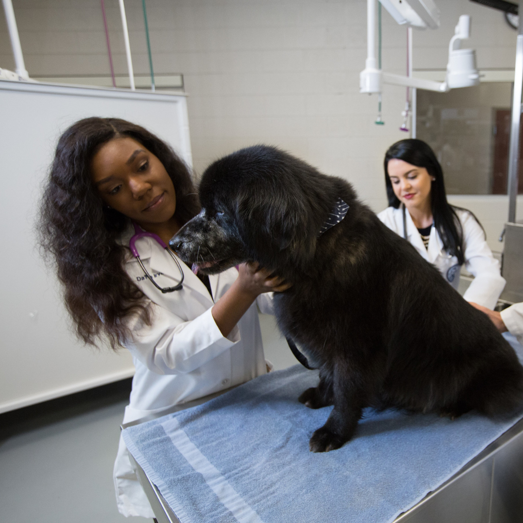 student examining a dog