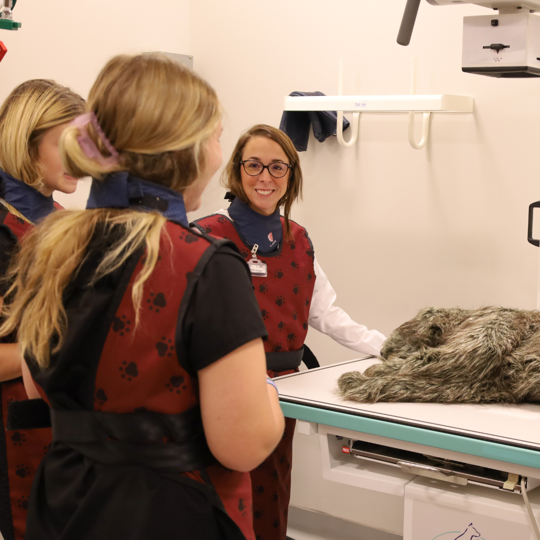 veterinary medical technology stock photo