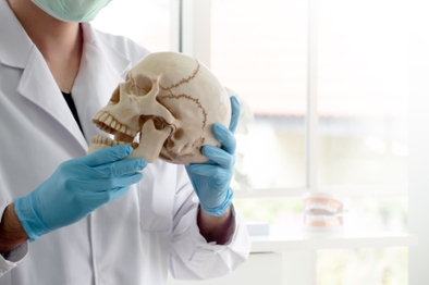 dental professional holding a skull 