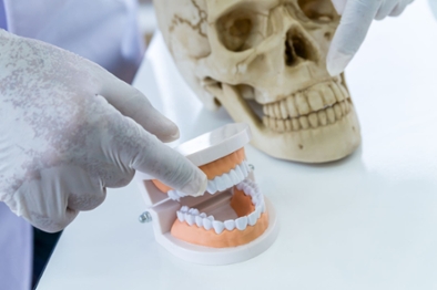 dental professional and skull 