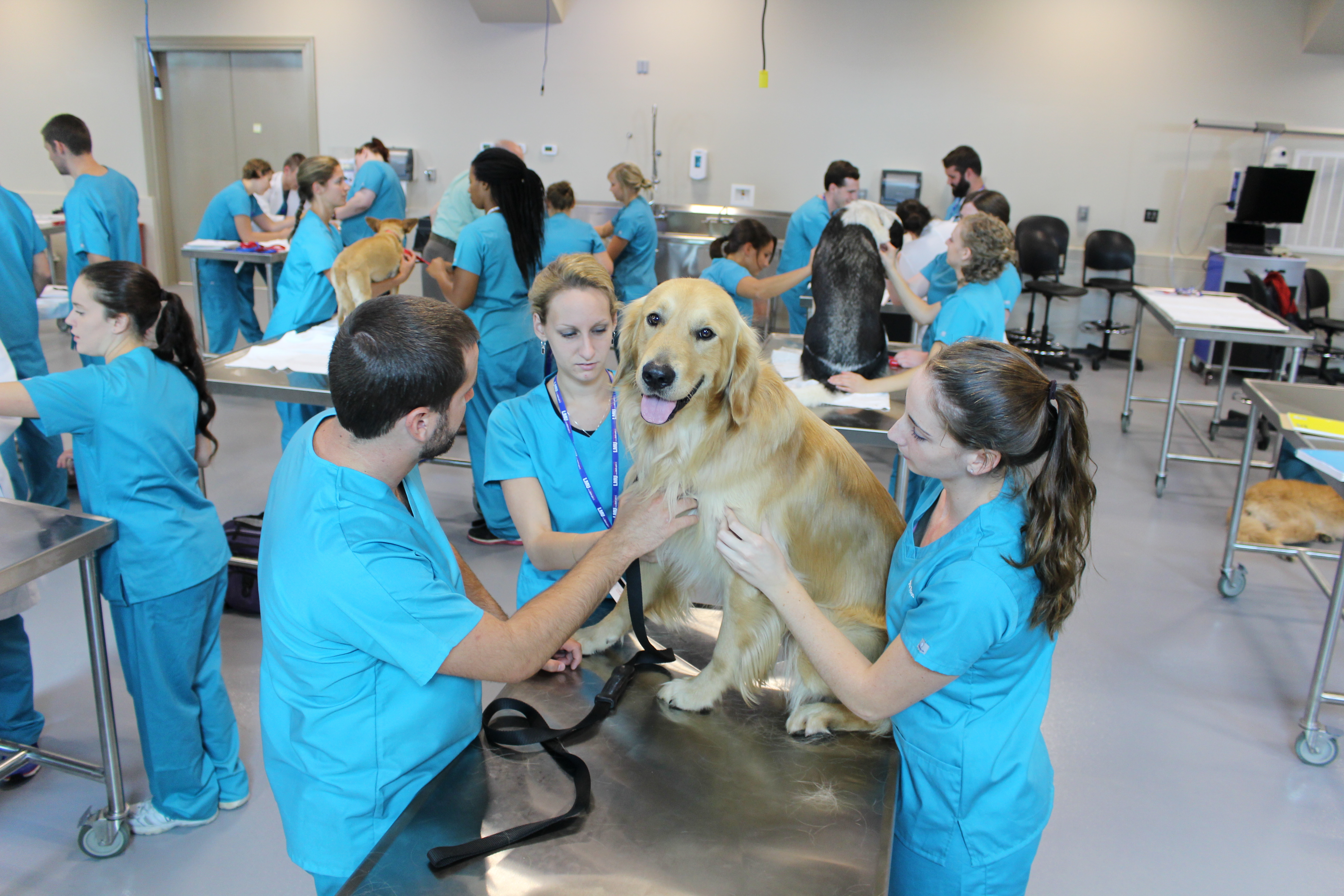 Dog Palpation Lab Class