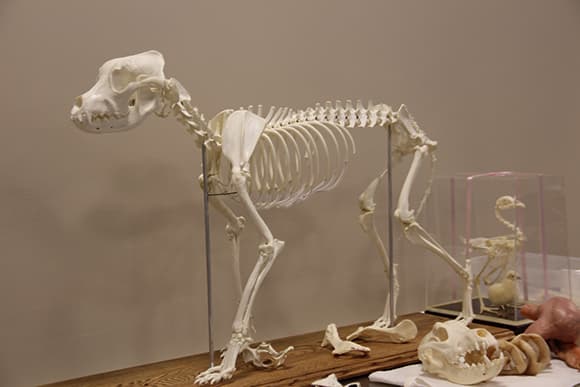 Canine Skeleton Model