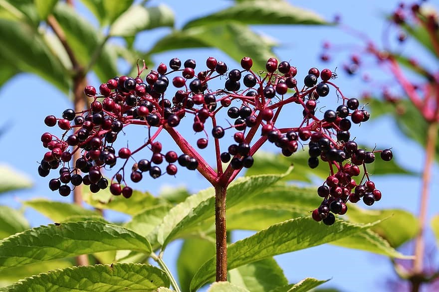 Research Category Ethnobotany