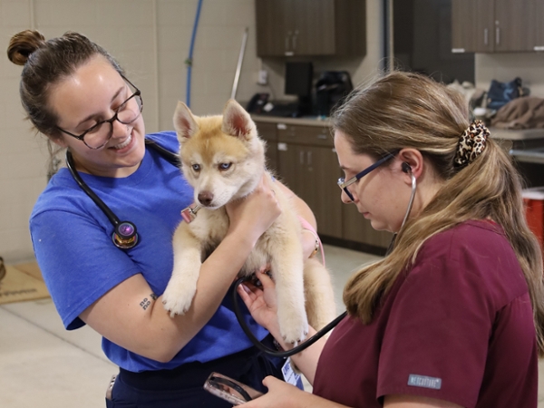 two people giving a puppy a check-up
