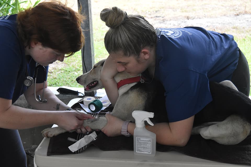 LMU-CVM students at clinic