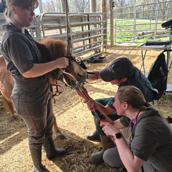 equine dental care