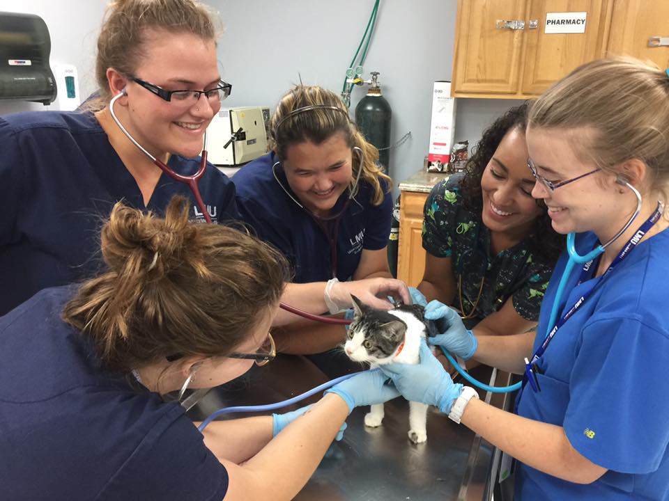 Vet Tech