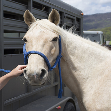 Equine Veterinary Education Program 