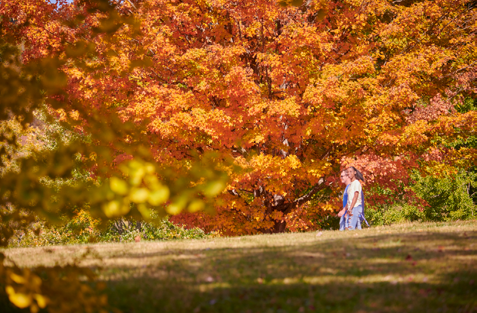 Students walking on campus.